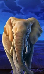 African Elephant